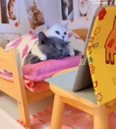 周末宅家看剧的情侣gif搞笑图片