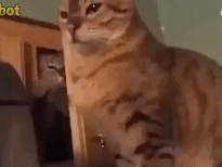 偷袭成功gif搞笑图片