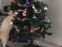 圣诞节克星gif搞笑图片