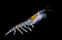 起源于侏罗纪的磷虾类Euphausiacea在中生代就是海洋中的重要食物。