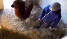 羊驼转身不讲武德提饲养员-搞笑gif动态图片-izike