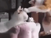 杀伤力过强gif搞笑图片