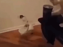 猫咪最爱的行为gif搞笑图片