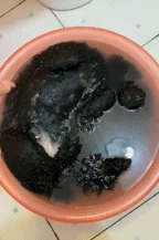 谁能想到这是一盆狗gif搞笑图片