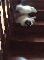果然猫咪是液体动物流下楼梯gif动态图片