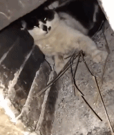 包租婆同款痣gif搞笑图片