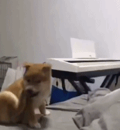 哎我咋掉下去的gif搞笑图片