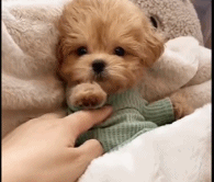 晚安啦小可爱gif搞笑图片