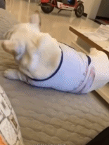 还是没能挽救gif搞笑图片