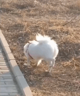 清晨起来做个瑜伽gif搞笑图片