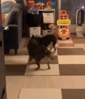 哈士奇之双子杀手gif搞笑图片