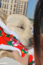 狗子都穿花棉袄了gif搞笑图片