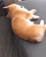 掉到地上就睡在地上gif搞笑图片