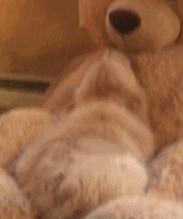 找到了自己的保护色gif搞笑图片