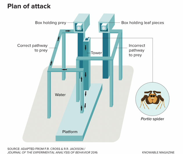 图4：在实验室实验中，孔蛛能够执行规划好的迂回路线以接近猎物。 从这个装置中心的塔上开始，孔蛛看到两个盒子，其中只有一个盒子里有潜在的食物。孔蛛必须从塔上爬下来，来到一个被水包围的平台，并选择正确的走道抵达猎物。