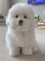 会wink的狗狗有多可爱gif搞笑图片