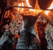 给自己烫个卷毛gif搞笑图片