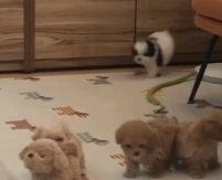 一群小毛绒玩具gif搞笑图片