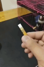 聪明小鸟区分垃圾和钱-搞笑gif动态图片-izike