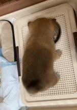 尾巴暴露了干饭的心情gif搞笑图片