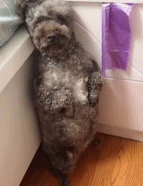 人家不要罚站嘛gif搞笑图片