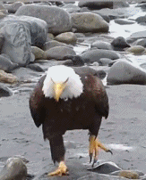 原来白头鹰是这样叫的gif搞笑图片