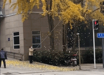 下落叶雨啦gif搞笑图片