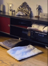 每天固定做噩梦的猫咪gif搞笑图片