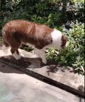 这原来是个陷阱gif搞笑图片