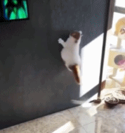 当一只蜘蛛猫gif搞笑图片