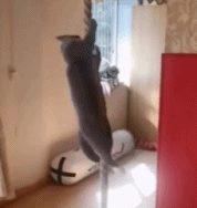 给我一根绳子gif搞笑图片