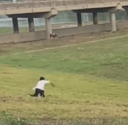 与草地决一死战吧gif搞笑图片