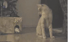 意思一下动一下吧gif搞笑图片