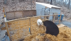 这就是猪突猛进吗gif搞笑图片