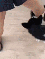 铲屎官表示无奈gif搞笑图片