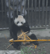 他做到了千万人想做但做不到的事-搞笑gif动态图片-izike