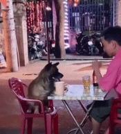 讨好铲屎官的日子有多难gif搞笑图片