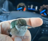 照顾受伤的小蜂鸟gif搞笑图片
