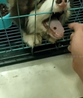 一次多给点嘛gif搞笑图片