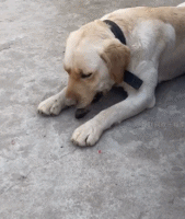 要学会自己哄自己玩gif搞笑图片