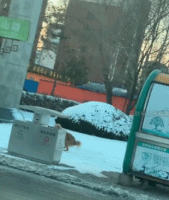 不忍心破坏洁白的雪gif搞笑图片