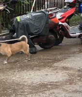 今天尝试换种方式走路gif搞笑图片