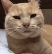 你居然是有耳朵的gif搞笑图片