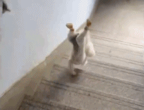 你们人类就这么走路gif搞笑图片