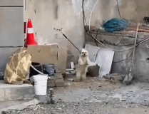 好想去玩呀gif搞笑图片