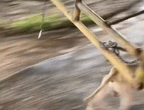 狗狗健身俱乐部gif搞笑图片