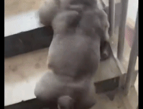 见过最有肌肉的狗狗gif搞笑图片