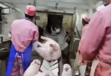 猪肉表示拒绝被加工gif搞笑图片