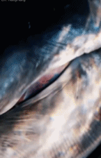 贴身距离下观察灰鲸的眼睛gif搞笑图片