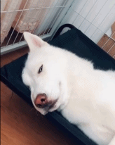 对这个床铺麻了gif搞笑图片